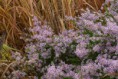 Aster ericoides ´Lovely´